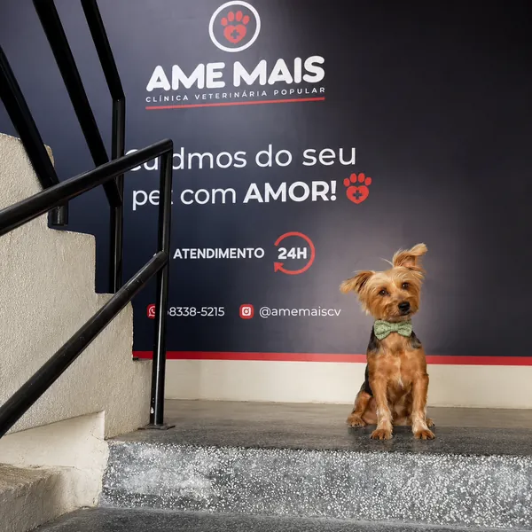 Cãozinho de gravata borboleta em frente ao painel de atendimento 24h da Ame Mais